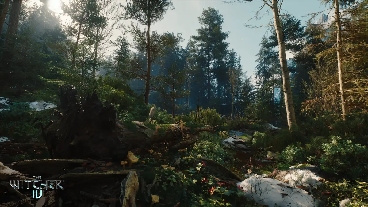 Openwereld bos in The Witcher 4.