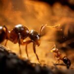 Empire of the Ants releasedatum bekendgemaakt