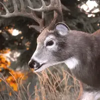 Hunting Simulator 3 opent het jachtseizoen met een eerste trailer